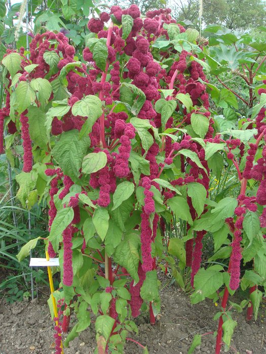 Amaranthus caudatus 'Pony Tails'